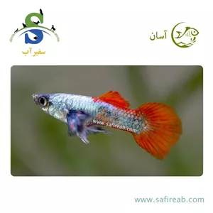ماهی گوپی پلاتینیوم رد