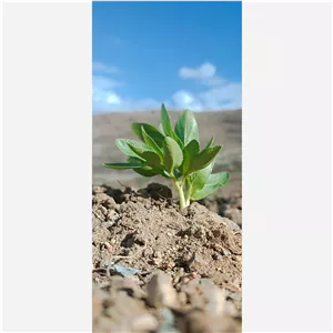 نشا کرفس کوهی 