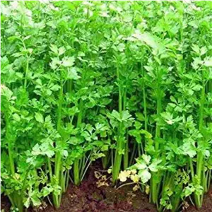 بذر کرفس چینی