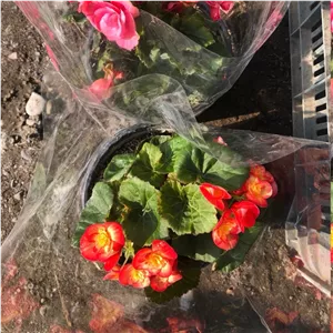 بوته بگونیا مخملی گل درشت