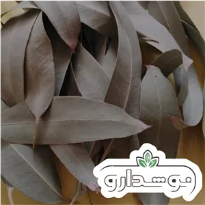 برگ بید 10 کیلویی (پسکرایه) کارتن