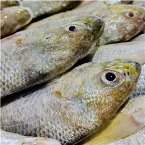 ماهی سنگسر 3 کیلوگرم سفارشتو خودت ترکیب کن