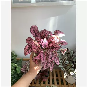 گل سنگ رنگ صورتی ، قرمز ، سفید