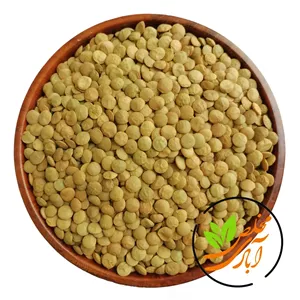 عدس درشت