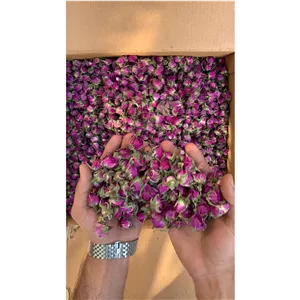 غنچه گل محمدی لاله زار صد گرم 
