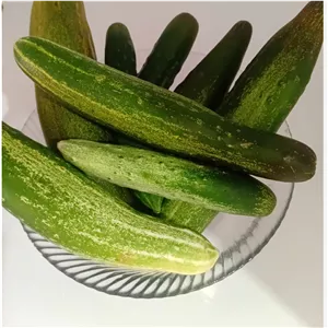 خیار محلی میوه تازه ارگانیک