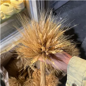 دسته گندم