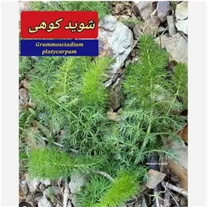 شوید کوهی