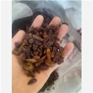 کشمش افتابی 
