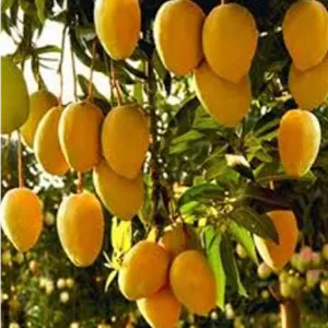 نهال انبه پاکستانی