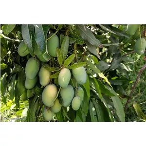 نهال انبه خوشه ای پیوندی