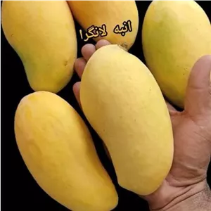 نهال انبه لانگرا