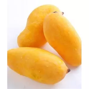 نهال انبه قیاسی