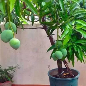 نهال انبه چهارفصل