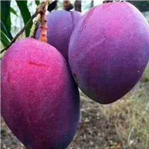 نهال انبه بنفش