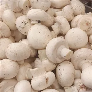 قارچ فله 