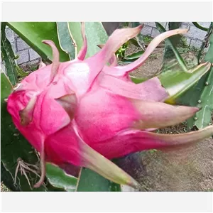 دراگون فروت تو سرخ درشت بالای 300گرم