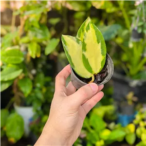 گیاه هویا اکوتا ابلق 3 بوته ای ( گل ابلق خاص، گیاه هویا آکواتا وسط ابلق، Hoya Acuta.. ارسال بصورت پسکرایه)