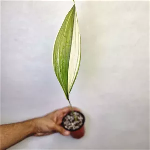برگ عبایی ابلق کد 3009