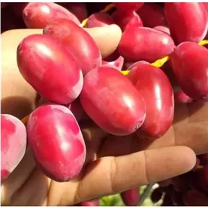 خارک قرمز،ارسال رایگان،2کیلویی ترد و شیرین و لوکس و درجه یک،محصول باغات جنوب نگین سبز استان بوشهر محصولی صدرصد ارگانیک