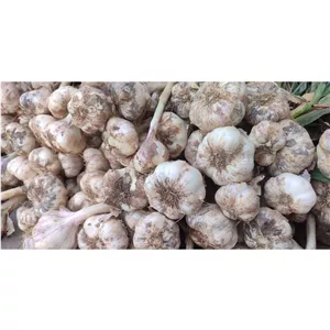 سیر خشک و کاملاً ارگانیک ( 1کیلو ) 
