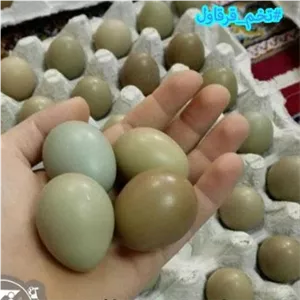 تخم قرقاوول نطفه دار