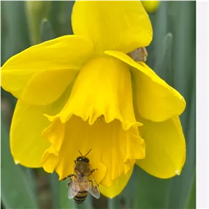 پیاز نرگس وارداتی معطر Yellow River