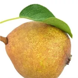 نهال خوج گلابی