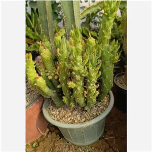 گل کاکتوس سیندی مینیاتور گ 15