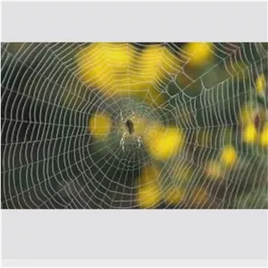 سم عنکبوت کش وب اوت Web OUt اورجینال ارسال رایگان