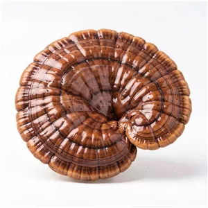 قارچ گانودرما