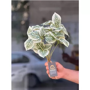 بوته حسن یوسف وارداتی سبز روشن کیفیت درجه1