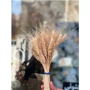 گل خشک گندم طبیعی ساقه بلند