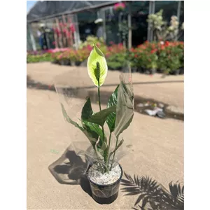 گل طبیعی اسپاتی فیلوم