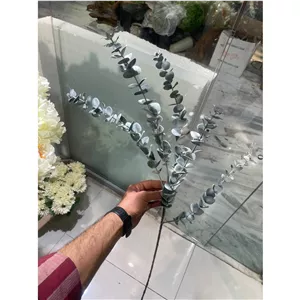 اکالیپتوس برفی یک شاخه