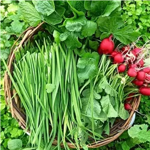 سبزی خوردن بومی پاک کرده اماده مصرف
