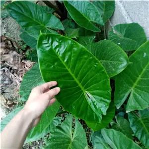 پیاز گل بابا آدم تنه قرمز در گلکده مهرزاد به صورت پسکرایه