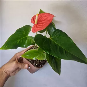 آنتوریوم صورتی کد 2958 ( پسکرایه )