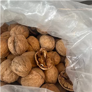 مغز گردوی ایرانی تک درخت 