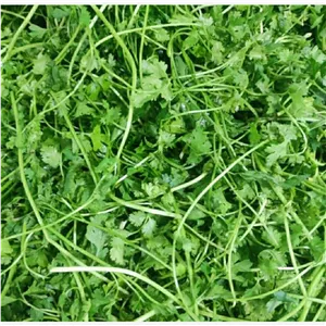 سبزی قلیه ماهی تازه یک کیلویی