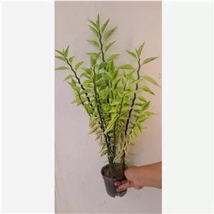 گیاه گل پدیلانتوس ستون فقرات