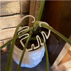 گیره برگی ساقه گیاه نگهدارنده گل 