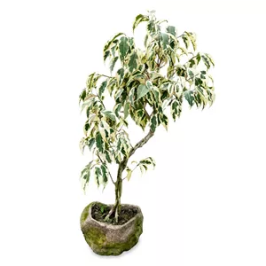 بونسای بنجامین(پسکرایه)