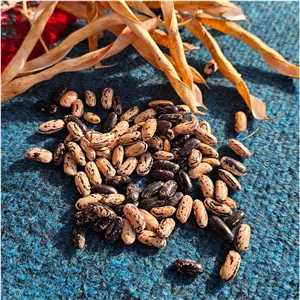 لوبیا چیتی محلی ارگانیک بدون مصرف سم