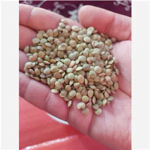 عدس ارگانیک بوجاری شده مغان زود پخت