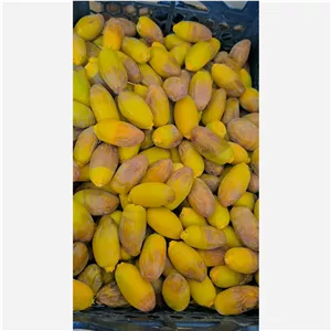 رطب استعمران درجه یک 
