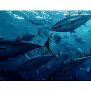 مستند حیات وحش دنیای ماهیها اورجینال
