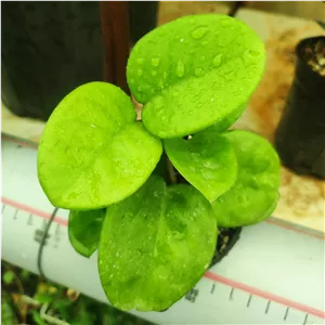خاک مخصوص هویا انواع واریته ها
