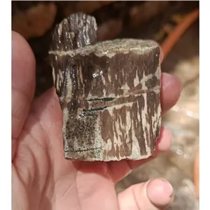 سنگ فوق کلکسیونی شبق (فسیل چوب)طبیعی سختی بالا