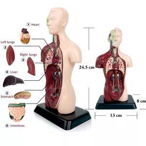 مولاژ بدن انسان مدل نیم تنه